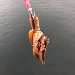 タコ