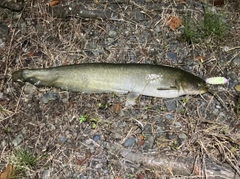 ナマズの釣果