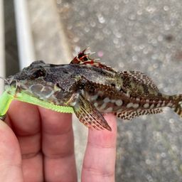 アサヒアナハゼ