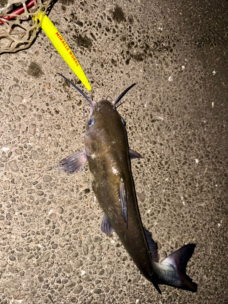 アメリカナマズ