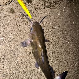 アメリカナマズ