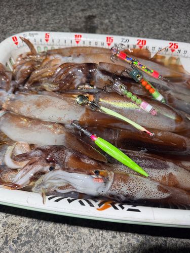 スルメイカの釣果