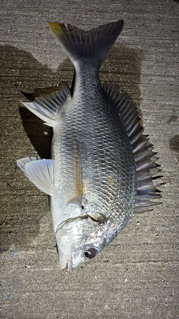 鯵道1G S502L AD1-S502L アジング 鯵道1G | ロッド,1Gシリーズ,鯵道1G