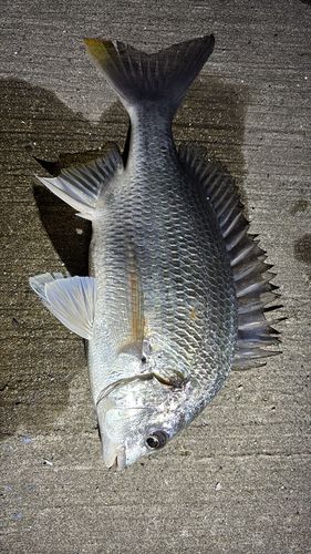キビレの釣果