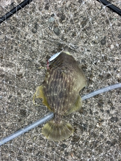 カワハギの釣果