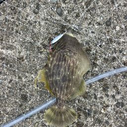 カワハギ