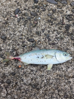 ワカシの釣果