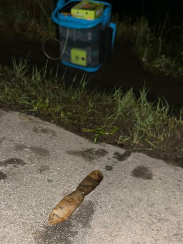 オオウナギの釣果