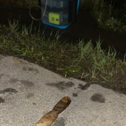 オオウナギ