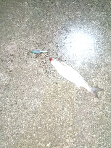 ボラの釣果
