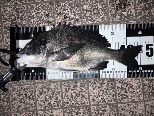 クロダイの釣果