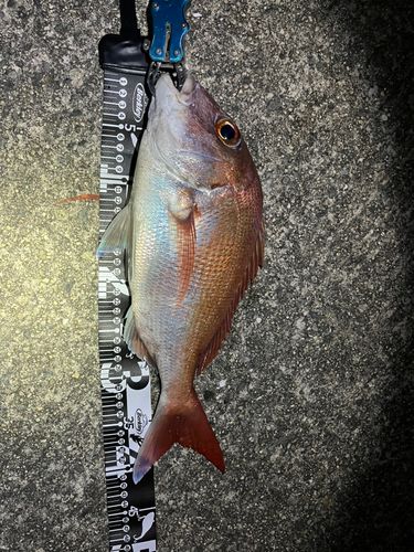 タイの釣果