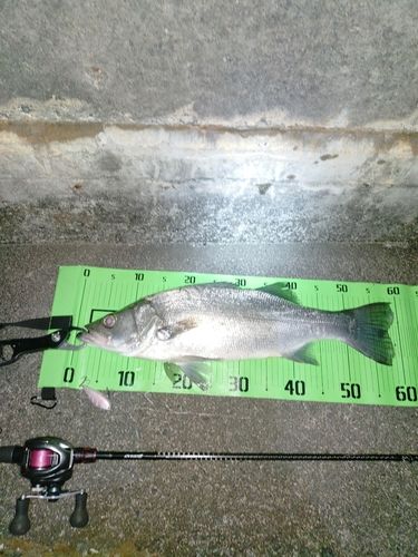 ヒラスズキの釣果