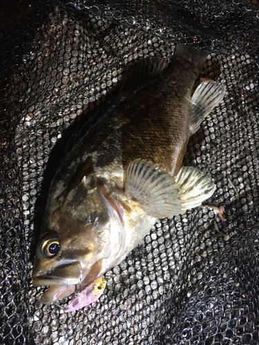 クロソイの釣果
