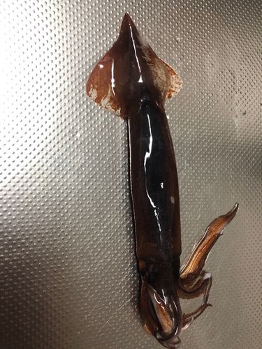 スルメイカの釣果