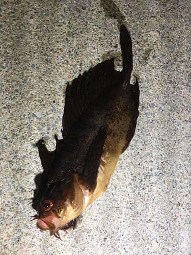 釣果