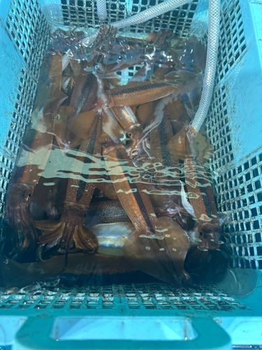 スルメイカの釣果