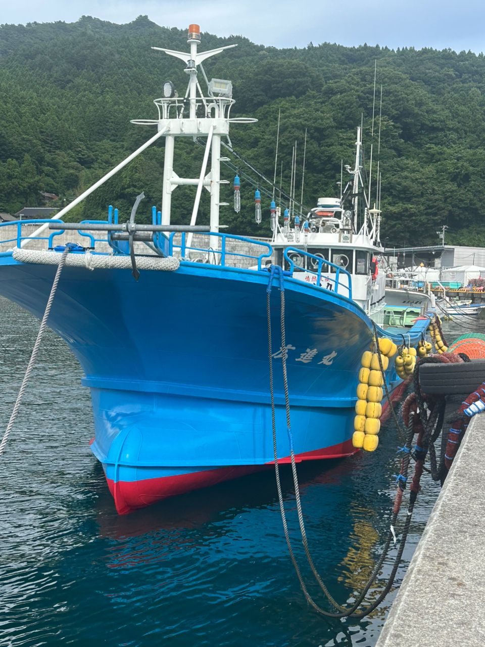 スルメイカ