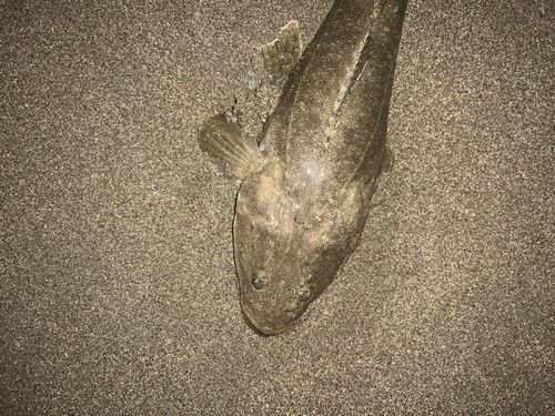 マゴチの釣果
