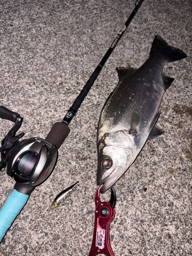 ヒラスズキの釣果