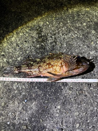 カサゴの釣果