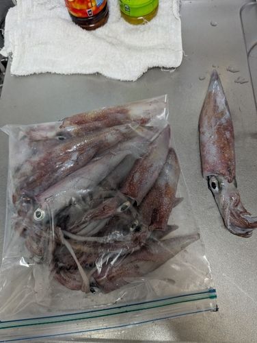 シロイカの釣果