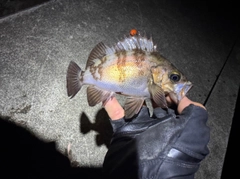 メバルの釣果