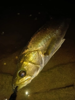 フッコ（マルスズキ）の釣果