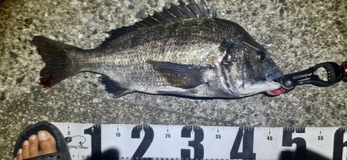 クロダイの釣果