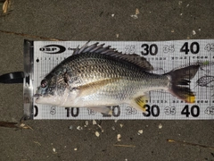 キビレの釣果