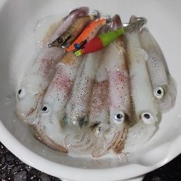 ケンサキイカ