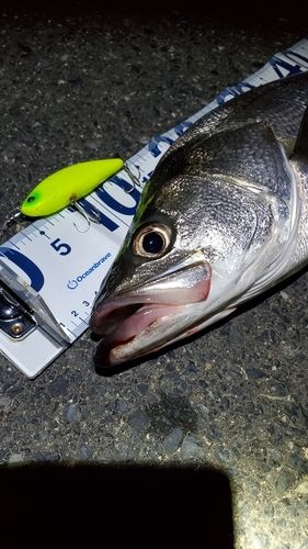 シーバスの釣果