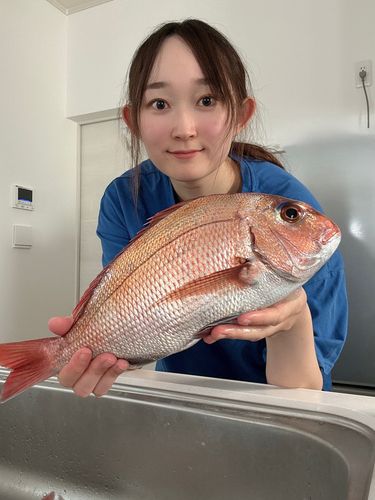 マダイの釣果
