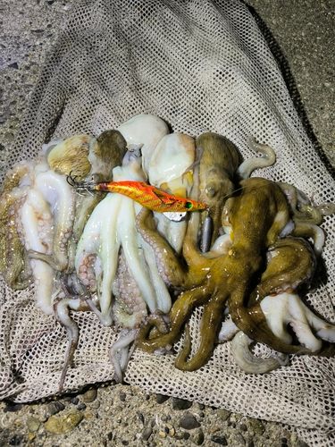 タコの釣果