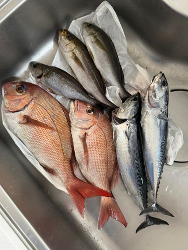 ソウダガツオの釣果