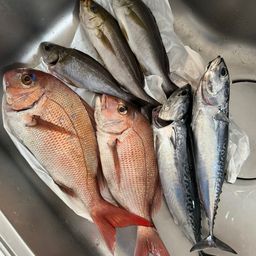 ソウダガツオ