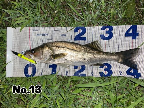 シーバスの釣果