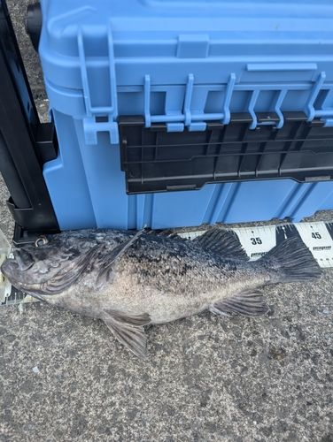 クロソイの釣果