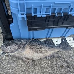 クロソイ