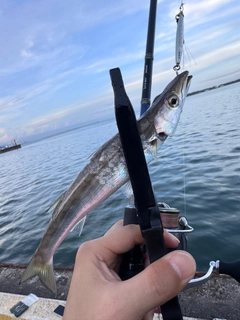 ヤマトカマスの釣果