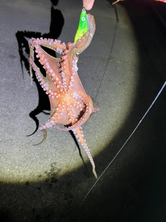 タコの釣果