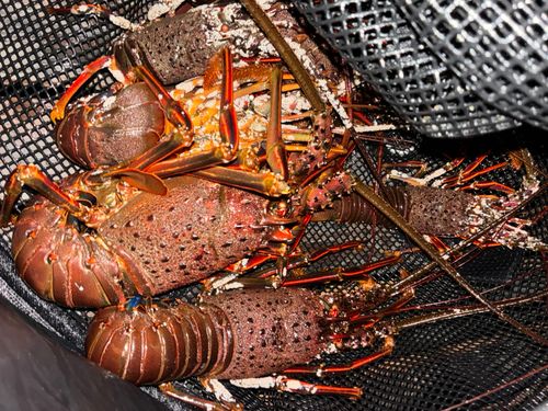 イセエビの釣果