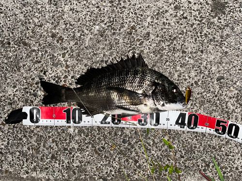 チヌの釣果