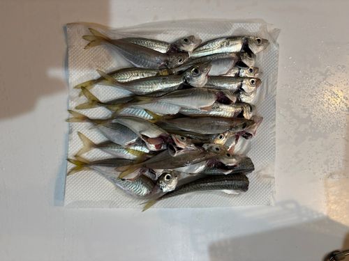アジの釣果