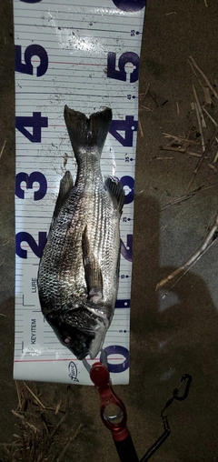 チヌの釣果