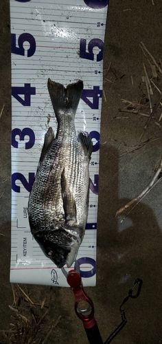 チヌの釣果