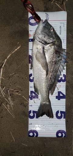 チヌの釣果