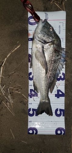 チヌの釣果