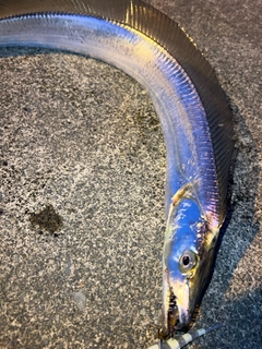 タチウオの釣果