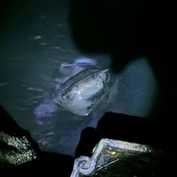 セイゴ（ヒラスズキ）